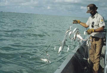 Nicolai se opune interzicerii totale a pescuitului cu setci în derivă